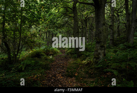 Padley Schlucht Weg durch die Bäume Stockfoto