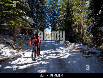 Fat Tire Bike Stockfoto