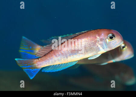 Pferdekopf bei (Branchiostegus Japonicus) in Japan Stockfoto