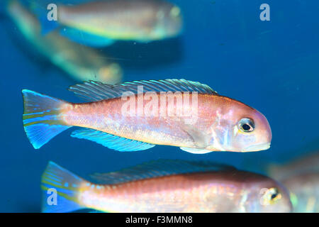 Pferdekopf bei (Branchiostegus Japonicus) in Japan Stockfoto