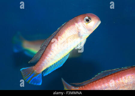 Pferdekopf bei (Branchiostegus Japonicus) in Japan Stockfoto