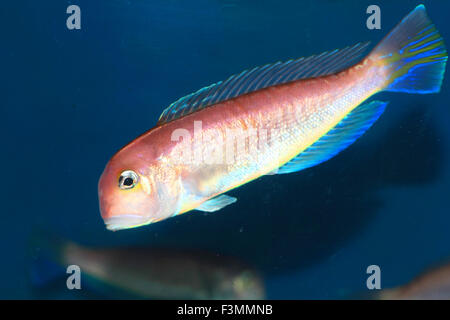 Pferdekopf bei (Branchiostegus Japonicus) in Japan Stockfoto