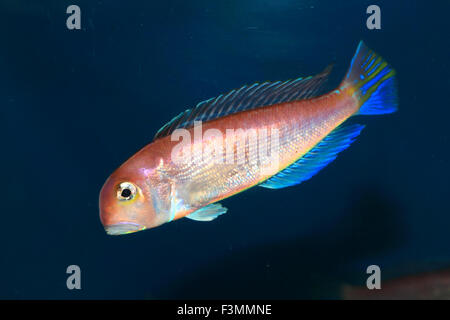 Pferdekopf bei (Branchiostegus Japonicus) in Japan Stockfoto