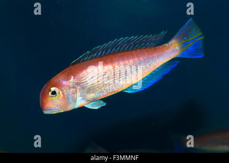 Pferdekopf bei (Branchiostegus Japonicus) in Japan Stockfoto