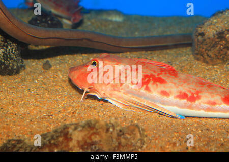 Roter Knurrhahn (Chelidonichthys Spinosus) in Japan Stockfoto