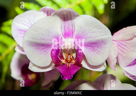 Weiße Phalaenopsis Orchidee Blume voller Tau auf grünem Hintergrund Stockfoto