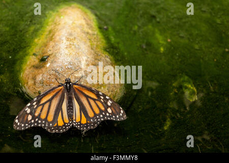 Monarch-Schmetterling oder Danaus Plexippus thront über Stein in einem grünen Teich Stockfoto