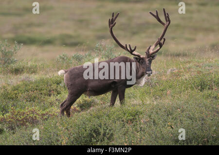 Bull Caribou (Rangifer Tarandus) mit Geweih aus Samt, der ihr Wachstum nährt, bis es vor der Brunft Herbst vergossen wird. Stockfoto