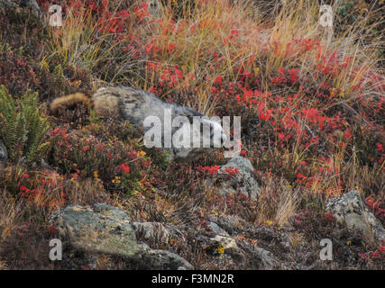 Hoary Murmeltier (Marmota Caligata) Futter Herbst Tundra an einem felsigen Hang in der Nähe seiner Burrow auf oder oberhalb der Baumgrenze in Denali Nati Stockfoto