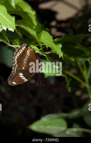 Nicht identifizierter Brauner Schmetterling gehockt grünes Blatt Stockfoto