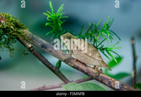 Pygmäen Blatt Chamäleon Klettern von einem dürren Ast Stockfoto