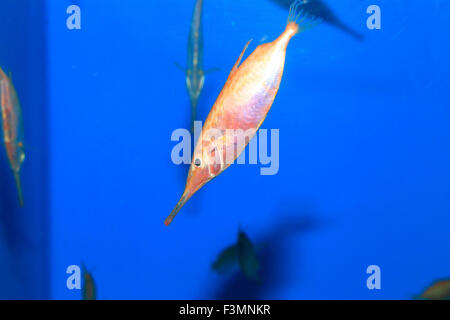 Longspine Snipefish (Macroramphosus Scolopax) in Japan Stockfoto