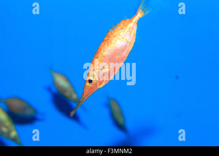 Longspine Snipefish (Macroramphosus Scolopax) in Japan Stockfoto