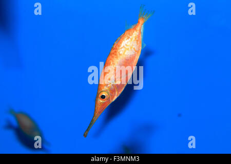 Longspine Snipefish (Macroramphosus Scolopax) in Japan Stockfoto