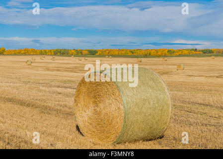 Heuballen im Feld, Bearpaw, Alberta, Kanada Stockfoto