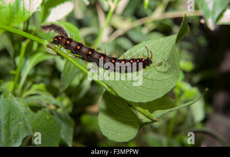 Malachit schwarze Schmetterling Raupe Fütterung über grünes Blatt Stockfoto