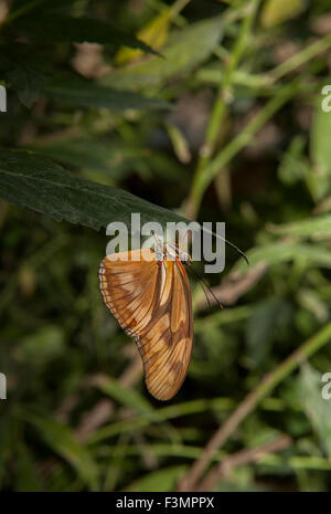 Schöne Schmetterling Dryas Iulia auf einem grünen Blatt in einem Garten Stockfoto