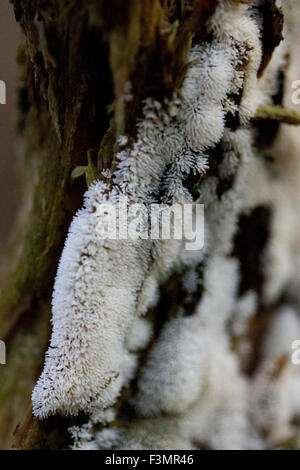 Weiße Koralle Slime Mold Ceratiomyxa fruticulosa Stockfoto