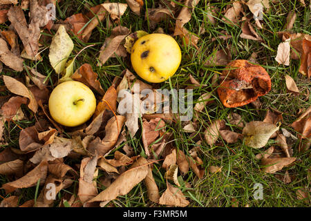 Idden rote Äpfel liegen auf dem Boden im Spätherbst. Stockfoto