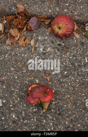 Rote Äpfel liegen in der Gosse im Herbst. Stockfoto