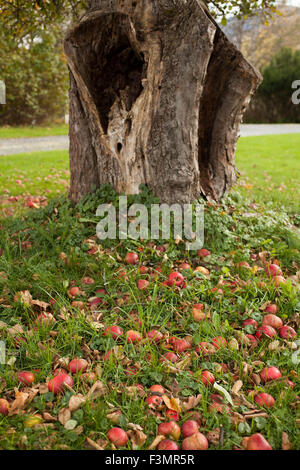 Idden rote Äpfel liegen auf dem Boden unter einem alten, aber sehr produktiv Baum im Spätherbst. Stockfoto