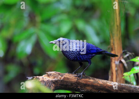 Blaue Whistling Thrush (Myophonus Caeruleus) im Nationalpark Mae Wong, Thailand Stockfoto