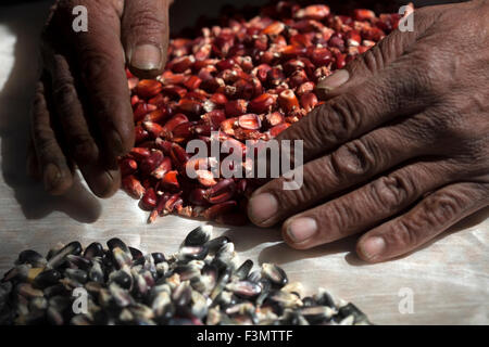 "Tomaicito", die arbeitet, um zu schützen und retten die ursprünglichen Sorten von seinem Nations Mais bewegt sich rote Maissaatgut in "Tepetlixpa Seed Bank" Stockfoto