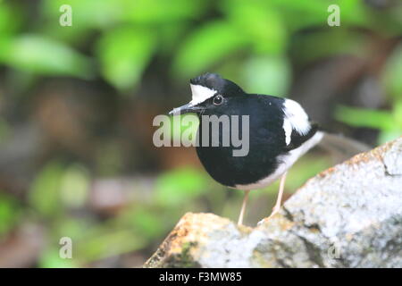 White-gekrönter Widłogon (Enicurus Leschenaulti) in Thailand Stockfoto