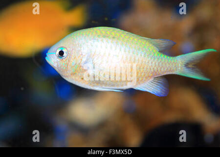 Blaue grüne Chromis (Chromis Viridis) in Japan Stockfoto