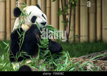 Großer Panda im lokalen Zoo, Bambus-Sprossen zu essen. Stockfoto