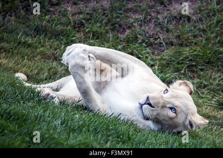 Eines der weißen Löwen im lokalen Zoo, ruhen. Stockfoto