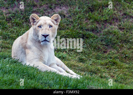 Eines der weißen Löwen im lokalen Zoo, starrte auf die Kamera. Stockfoto