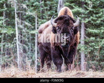 Nordamerikanische Bison. Stockfoto