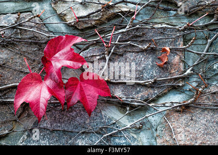 Blätter im Herbst rot, klammerte sich an einer Steinmauer. Stockfoto