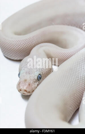 Königlichen Ball Python, Blue Eyed Leucistic Mutation, Haustiere erlaubt. Stockfoto