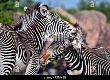 Zebras im Spiel im lokalen Zoo. Stockfoto