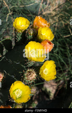 Opuntia Ficus-Indica Blume, Israel Stockfoto