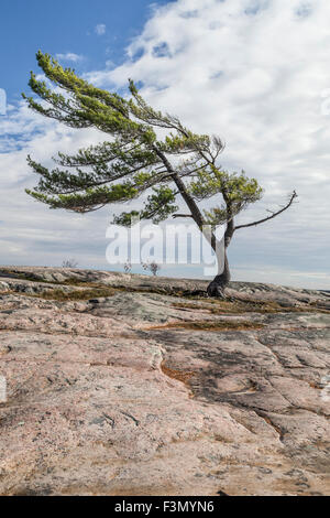 Wind fegte Baum an der Georgian Bay, eine Gruppe von sieben Inspiration. Stockfoto