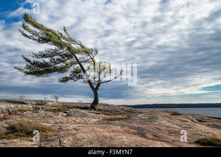 Wind fegte Baum an der Georgian Bay, eine Gruppe von sieben Inspiration. Stockfoto