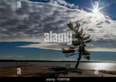 Wind fegte Baum an der Georgian Bay, eine Gruppe von sieben Inspiration. Stockfoto