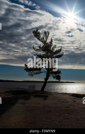 Wind fegte Baum an der Georgian Bay, eine Gruppe von sieben Inspiration. Stockfoto