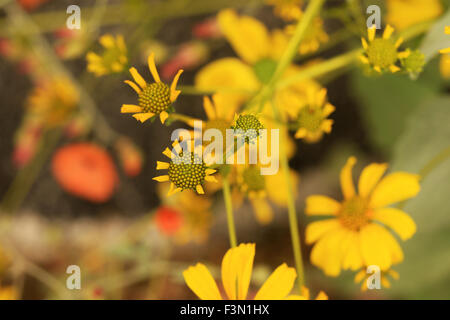 Wüste Strauch, Encelia Farinosa, in der Region von Sabino Canyon in Tucson, Arizona Stockfoto