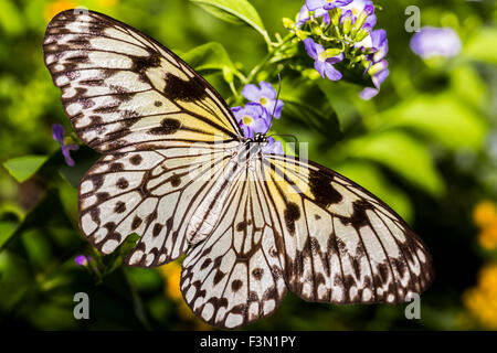 Einen zarten Reispapier Schmetterling mit ausgebreiteten Flügeln. Stockfoto