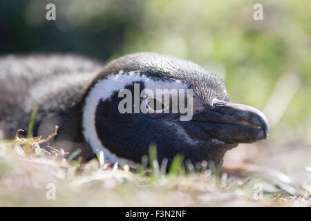 Nahaufnahme der Pinguin im Graben liegen. Gypsy Cove, Falkland-Inseln. Stockfoto