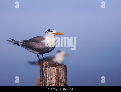 Mehr Crested Tern hocken auf einem Baumstumpf Stockfoto