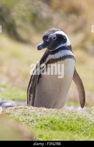 Magellanic Penguin tatenlos es hat Graben, Gypsy Cove, Falkland-Inseln. Stockfoto