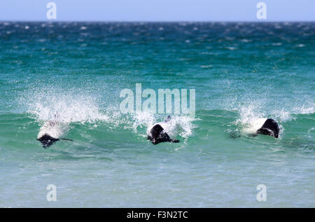 Commerson Delfine (Cephalorhynchus Commersonii) Surfen vor der Küste der Falkland-Inseln Stockfoto