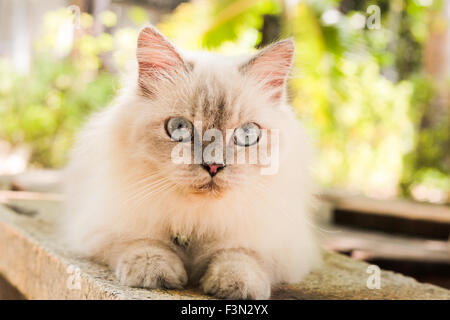 In diesem Bild beruht eine flauschige weiße reinrassige Katze auf einem sonnigen Außenbank mit strahlend blauen Augen. Stockfoto