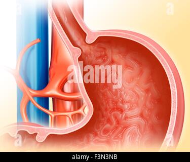 Querschnitt des Magens, Abbildung Stockfoto