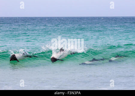 Wilde Commersons Delfine beim Spielen in der Brandung, Bertha Strand, Falkland-Inseln. Stockfoto